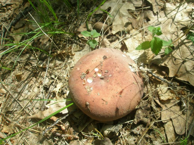 a_russula_vesca.jpg