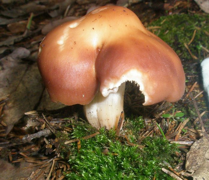 a_sp_rhodocybe.jpg