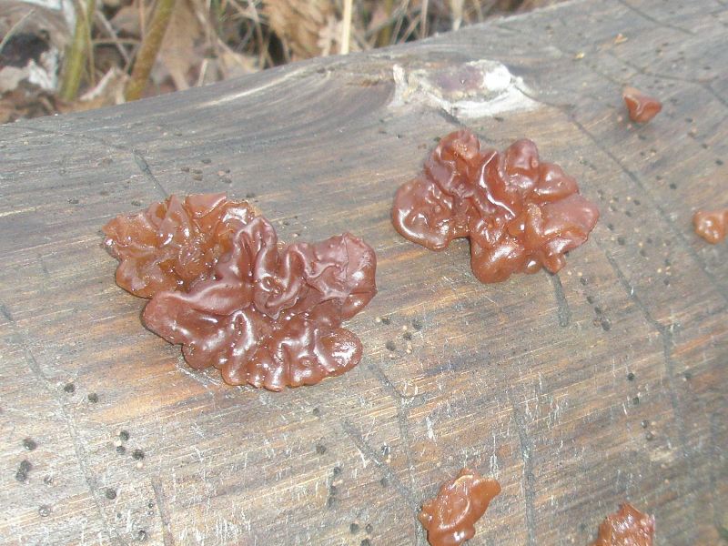 a_tremella_foliacea.jpg