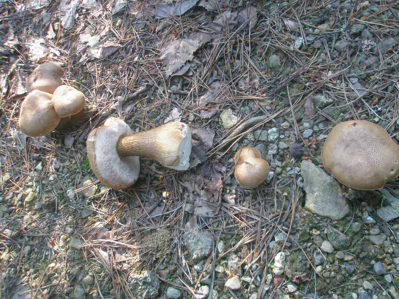 a_tylopilus_felleus.jpg