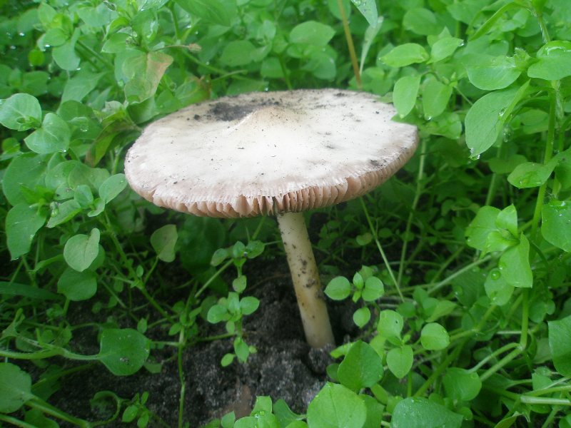 a_volvariella_gloiocephala.jpg