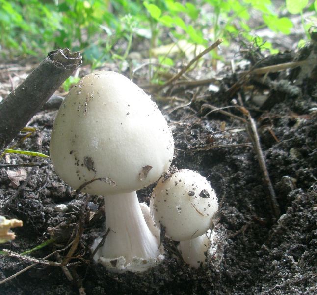 a_volvariella_gloiocephala_0.jpg