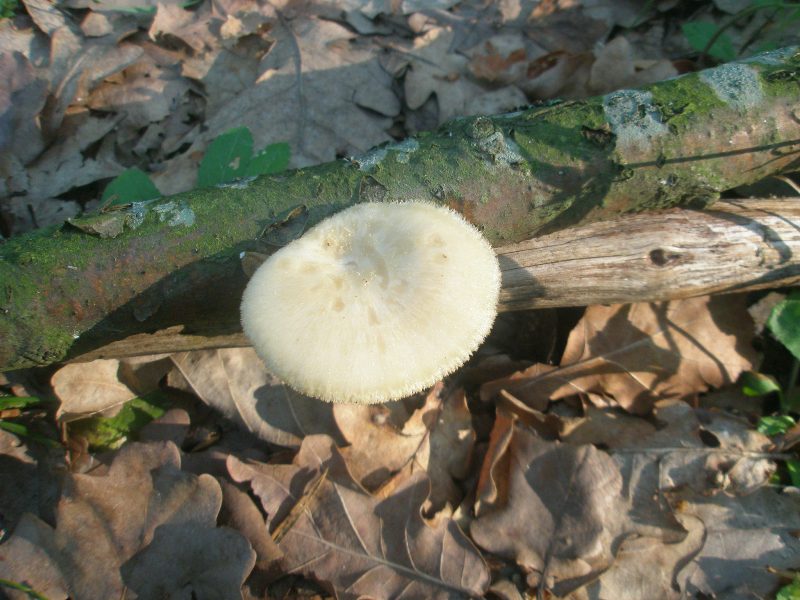 aa_polyporus_sp3a.jpg