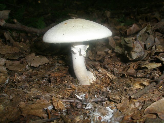 agaricus_silvicola_1.jpg