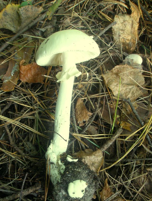 amanita_citrina_1_2.jpg