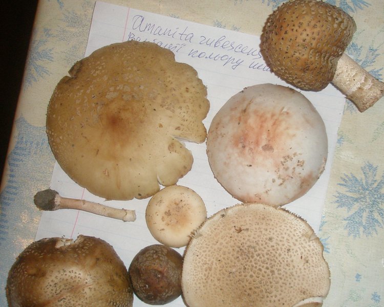 amanita_rubescens_1_1_1.jpg