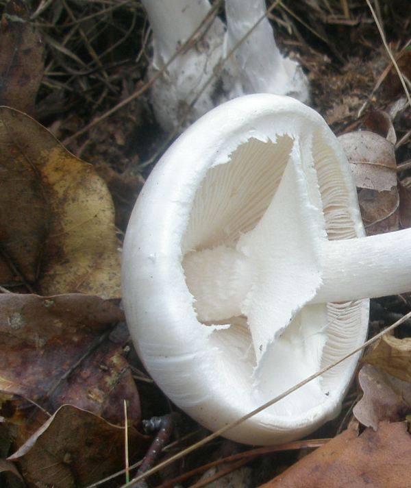 amanita_virosa_3.jpg