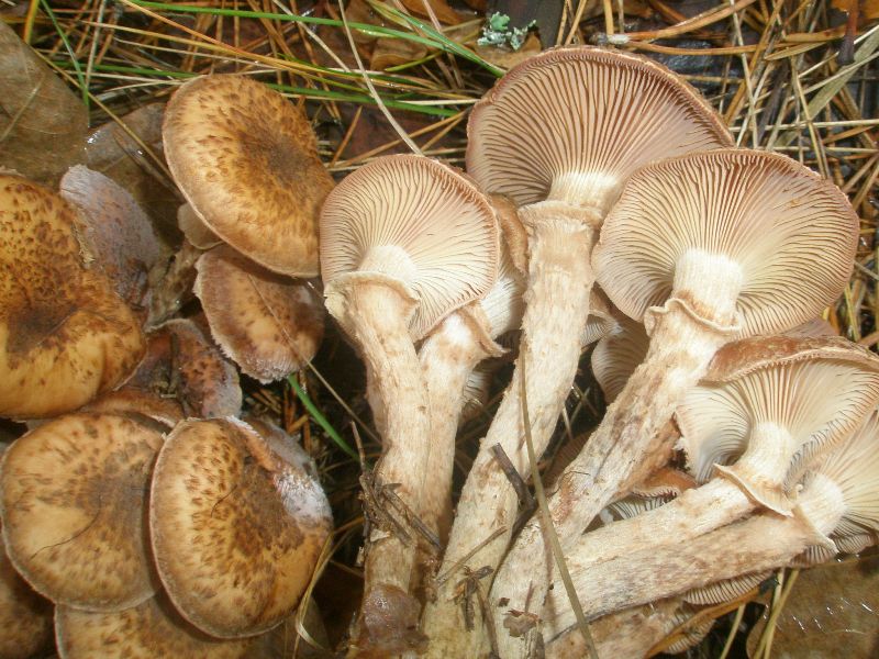 armillaria_mellea_1.jpg