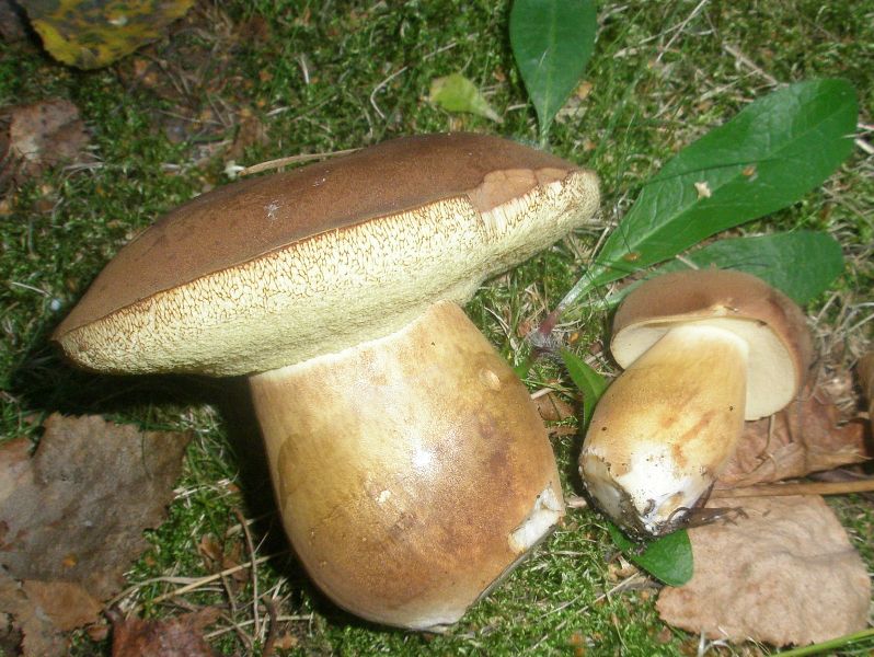 boletus_badius_1_2.jpg