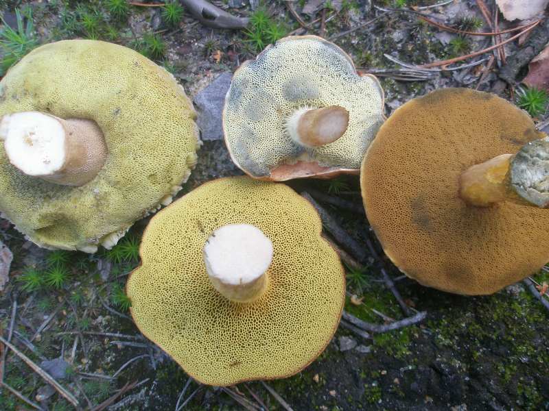 boletus_edulis_badius_subtomentosus_variegatus.jpg