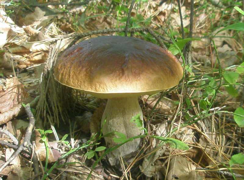 boletus_edulis_pinophilus_1.jpg