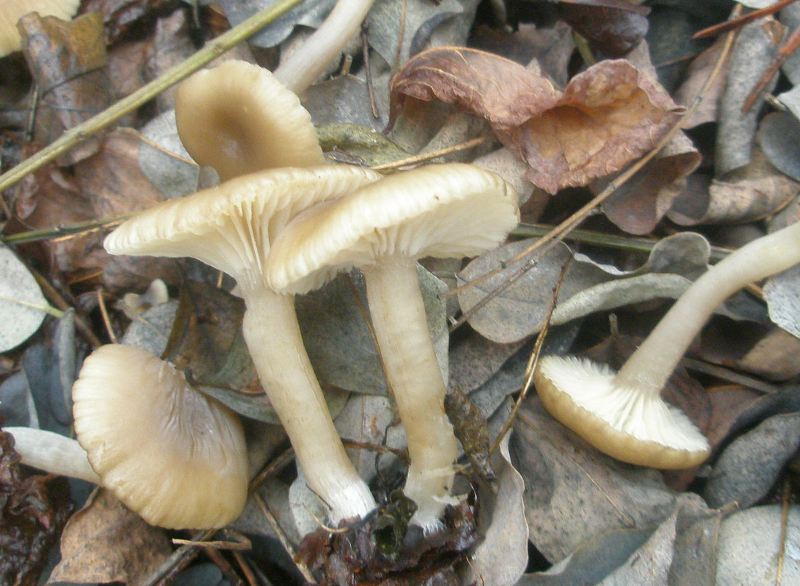 clitocybe_pruinosa1.jpg