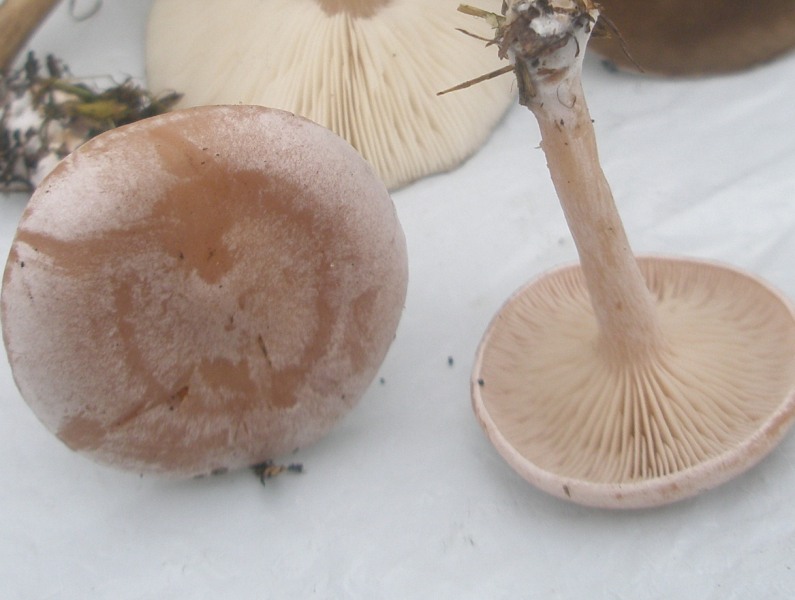 clitocybe_rivulosa_1.jpg