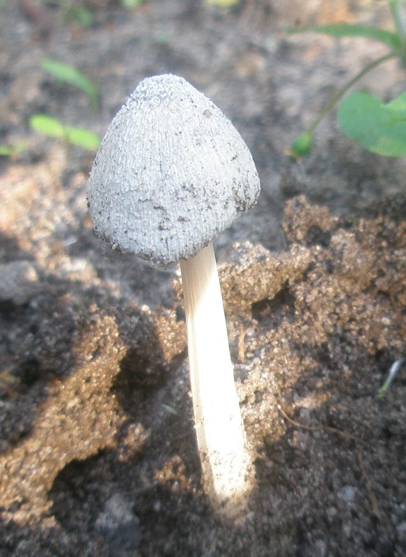 coprinus_sp_11.jpg