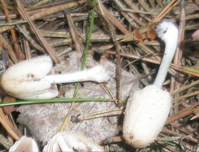 coprinus_sp_15.jpg