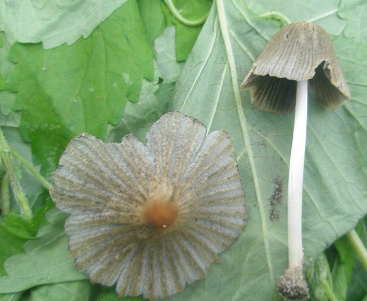 coprinus_sp_auricomus_1.jpg