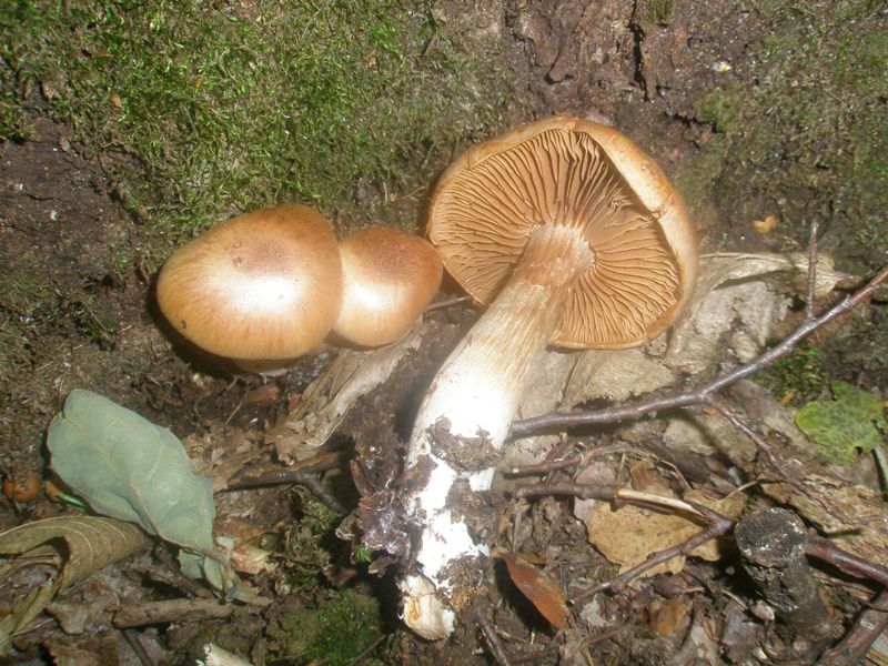 cortinarius_sp_11.jpg