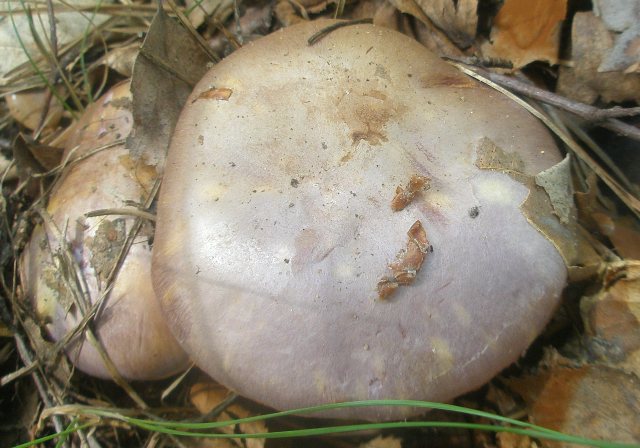 cortinarius_variecolor_12.jpg