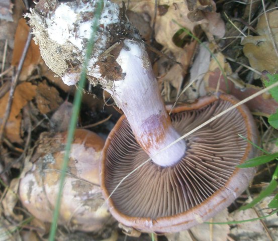 cortinarius_variecolor_13.jpg