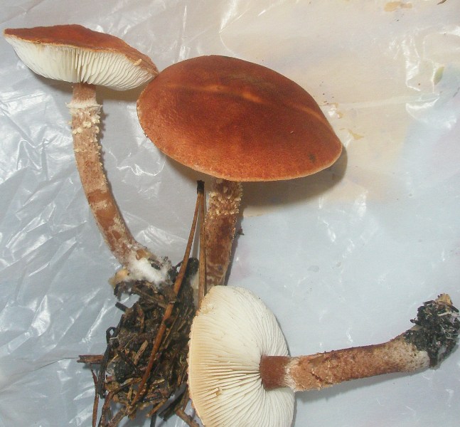 cystoderma_cinnabarinum_1.jpg