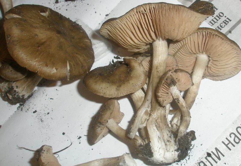 entoloma_clypeatum_1.jpg