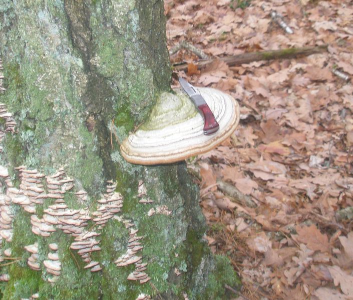 fomes_fomentarius_1_trichaptum.jpg