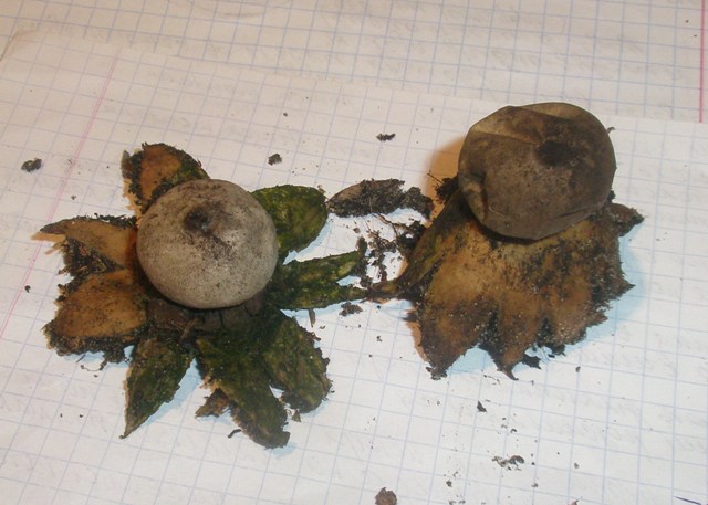 geastrum_1.jpg