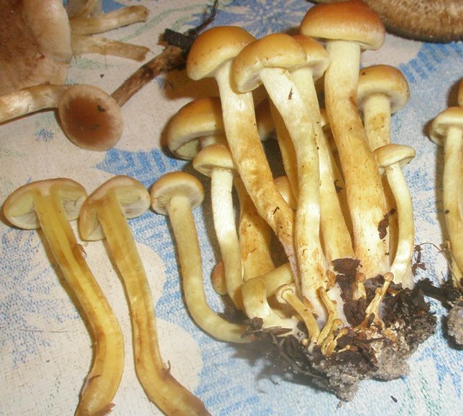 hypholoma_fasciculare_5.jpg