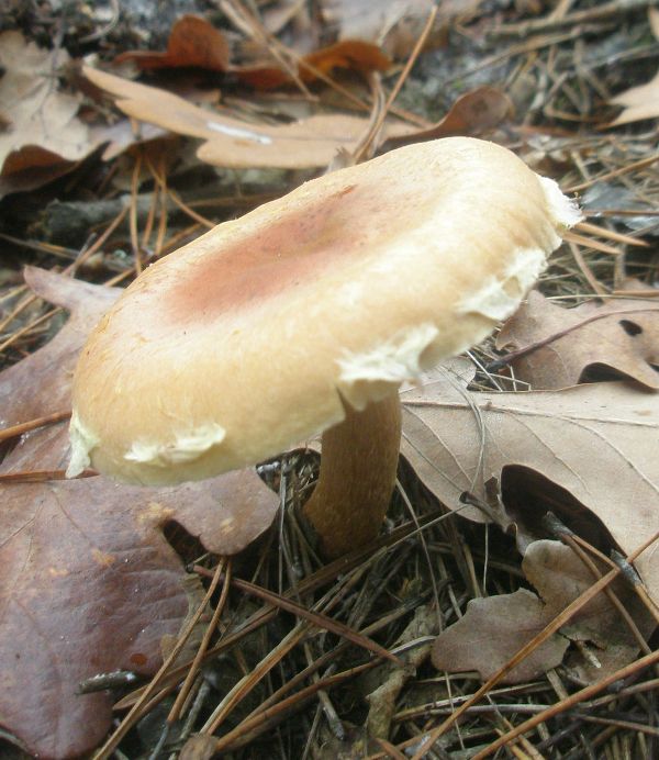 hypholoma_lateritium_1.jpg