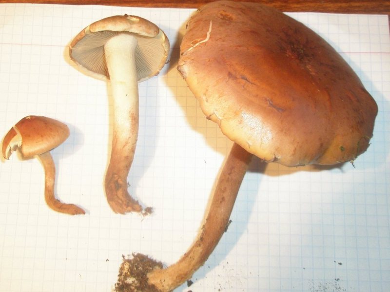 hypholoma_sublateritium_2.jpg