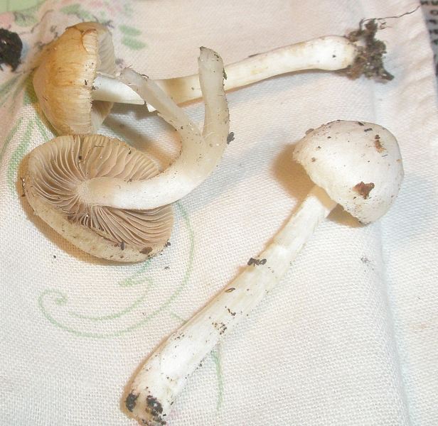 inocybe_geophylla.jpg