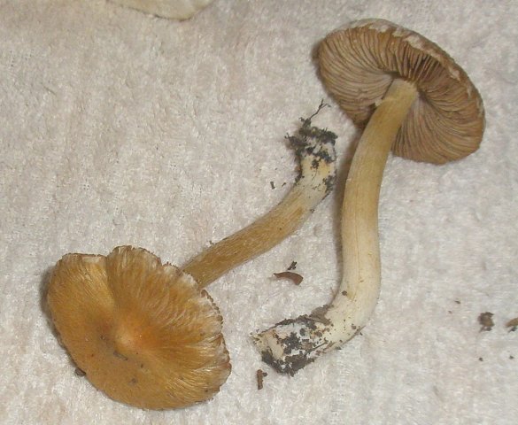 inocybe_sp_aurea_2.jpg