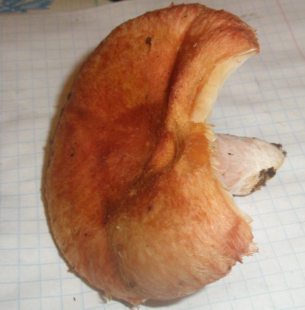 lactarius_torminosus_1.jpg