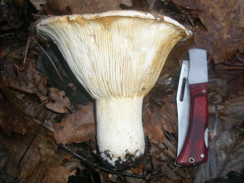 lactarius_velereus_1.jpg