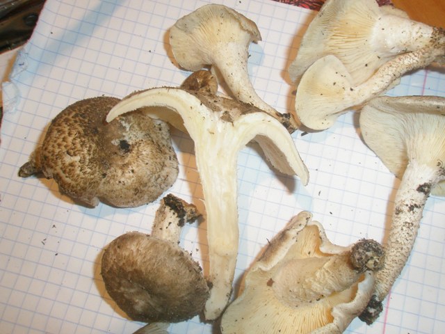 lentinus_tigrinus_12.jpg