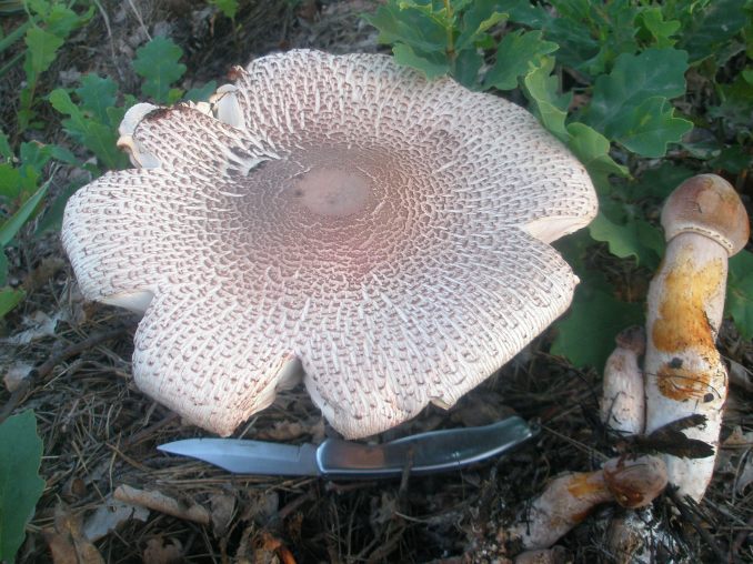 lepiota_badhami_1.jpg