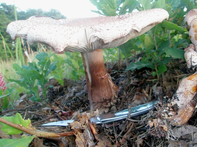 lepiota_badhami_2.jpg