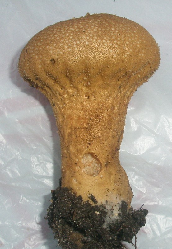 lycoperdon_perlatum_1.jpg