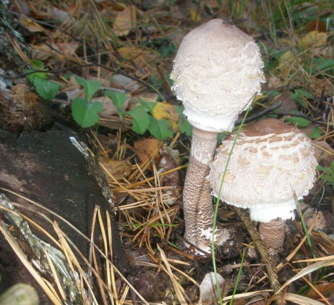 macrolepiota_procera_1.jpg