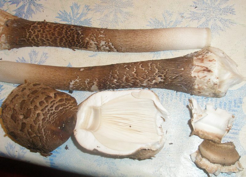 macrolepiota_procera_8.jpg