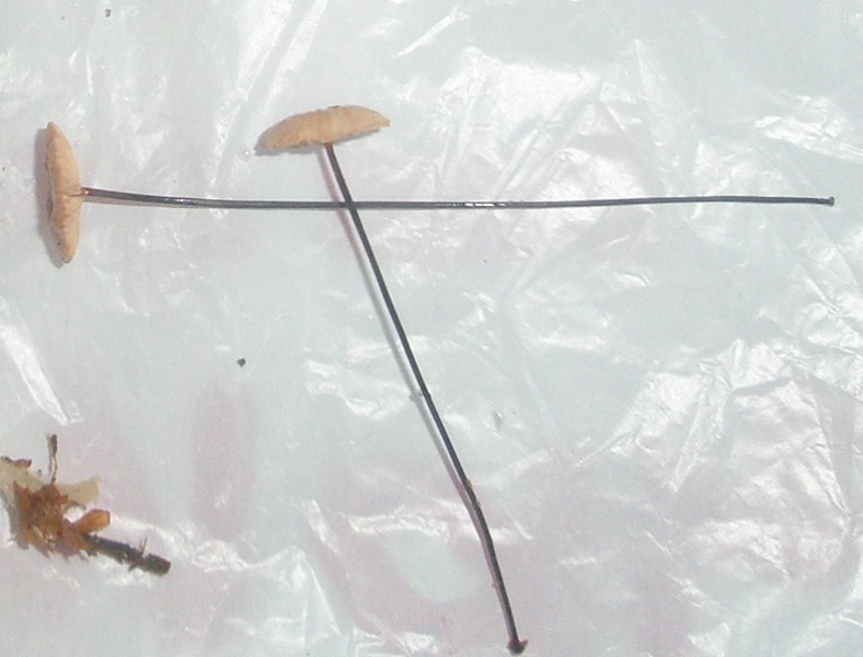 marasmius_androsaceus_1.jpg