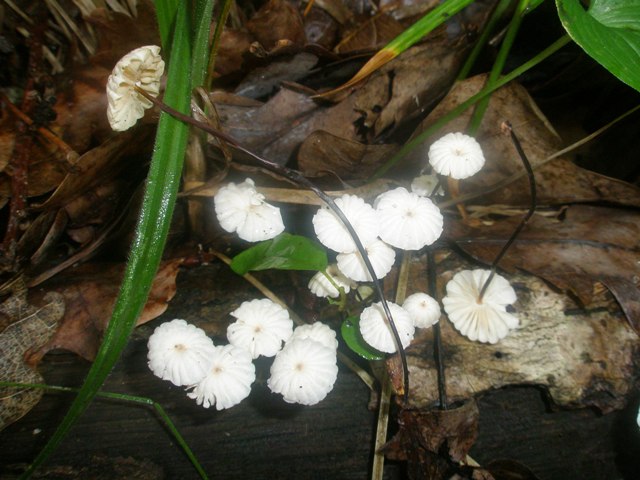 marasmius_rotula_1.jpg