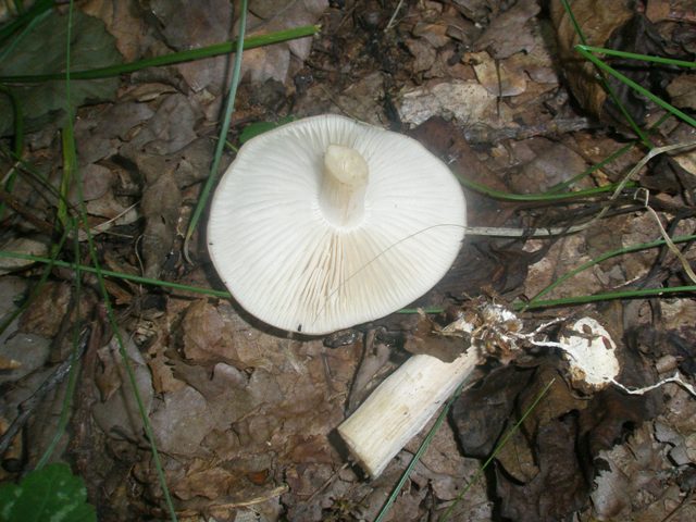 megacollybia_platyphylla_1.jpg