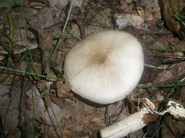 megacollybia_platyphylla_2.jpg