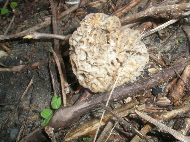 morchella_esculenta_11.jpg