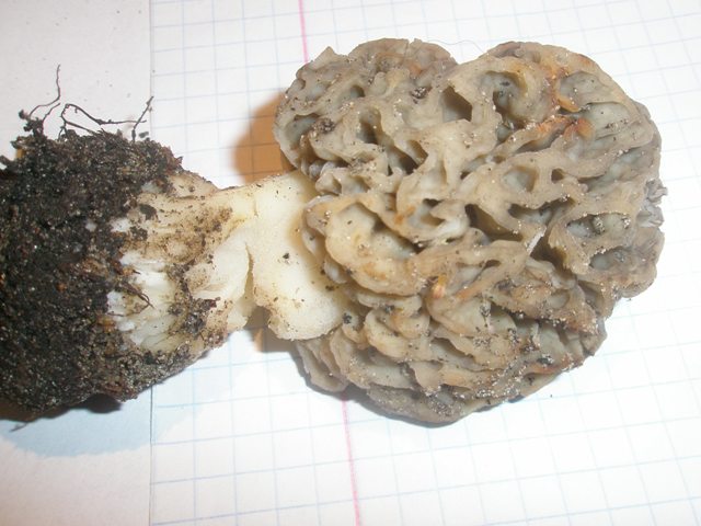 morchella_esculenta_12.jpg