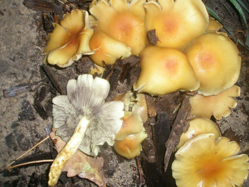 pa130202_hypholoma_fasciculare.jpg