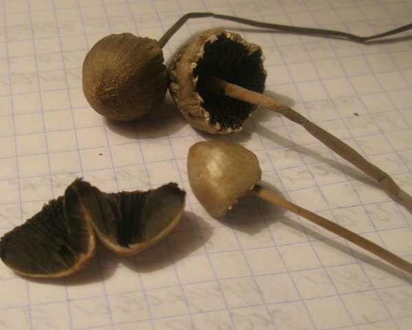 panaeolus_papilionaceus_2.jpg