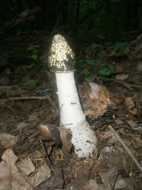 phallus_impudicus_1.jpg