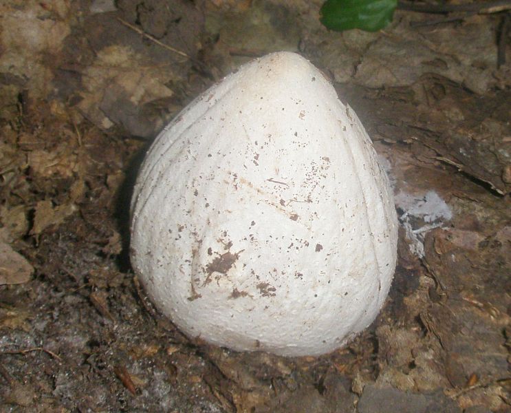 phallus_impudicus_2.jpg